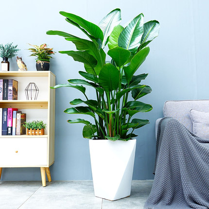 植物出现这些症状,都是肥料缺乏或过量