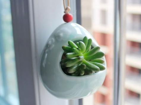 新买的盆栽花卉,该怎么养护呢?