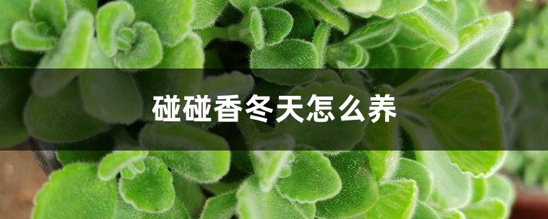 碰碰香冬天怎么养 (冬天养碰碰香方法)