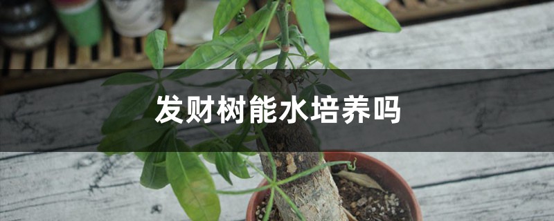 发财树能水培养吗,有黄叶了怎么办 发财树能水培养吗,有黄叶了怎么办