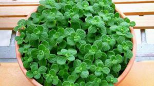 碰碰香徒长原因(碰碰香徒长处理方法)